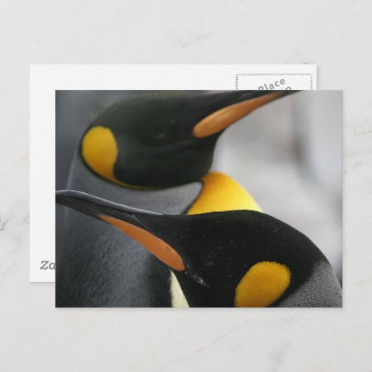Carte postale Penguins (Devant / Derrière)