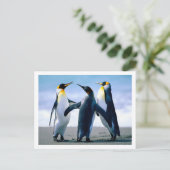 Carte postale Penguins (Debout devant)