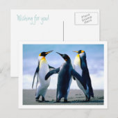 Carte postale Penguins (Devant / Derrière)