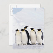 Carte Postale Penguins empereurs (Devant / Derrière)