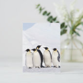 Carte Postale Penguins empereurs (Debout devant)