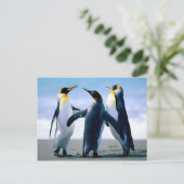 Carte Postale Penguins - Photo Maravilhosa (Debout devant)