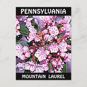 Carte Postale Pennsylvanie Mountain Laurel