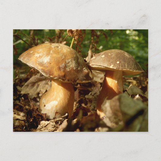 Carte postale Penny Bun Musroom (Devant)