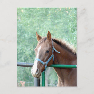 Carte Postale Penny Ole Gal