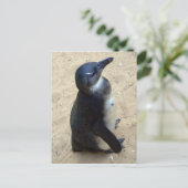 Carte Postale Penquin africain (Debout devant)