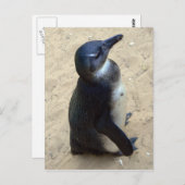 Carte Postale Penquin africain (Devant / Derrière)