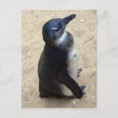 Carte Postale Penquin africain (Devant)