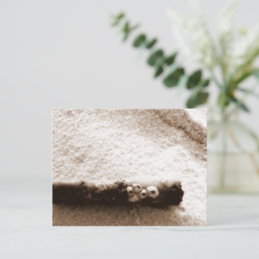 Carte postale Pensacola Beach (Debout devant)