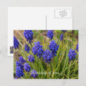 Carte Postale Pensée De La Famille Des Hyacinthes (Devant / Derrière)