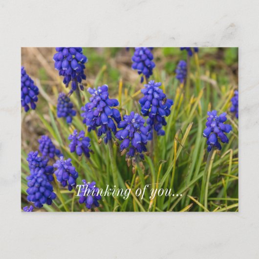 Carte Postale Pensée De La Famille Des Hyacinthes (Devant)