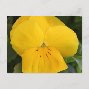 Carte Postale Pensée jaune en gros plan