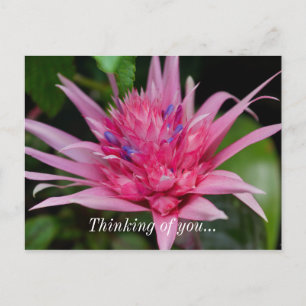 Carte postale Pensée pour vous Pink Beauty