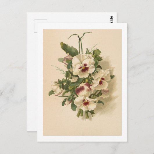 Carte postale : Pensées blanches et violettes (Devant / Derrière)