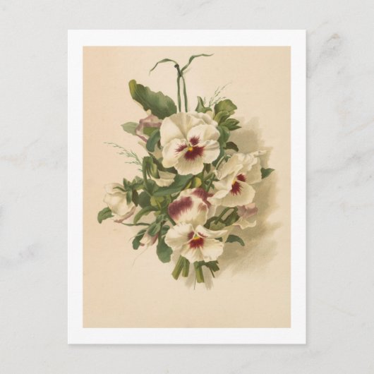 Carte postale : Pensées blanches et violettes (Devant)