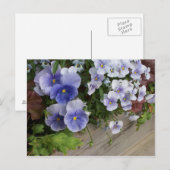 Carte Postale Pensées Florales Violettes Rustiques (Devant / Derrière)