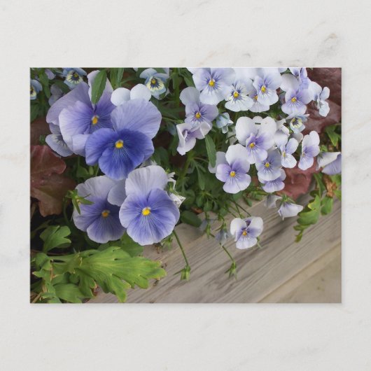 Carte Postale Pensées Florales Violettes Rustiques (Devant)