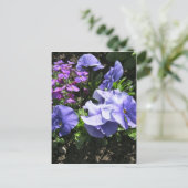 Carte Postale Pensées pourpres timides (Debout devant)