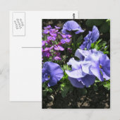 Carte Postale Pensées pourpres timides (Devant / Derrière)