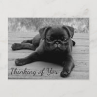 Penser à votre Carlin Chien Chien de Salutation Ca