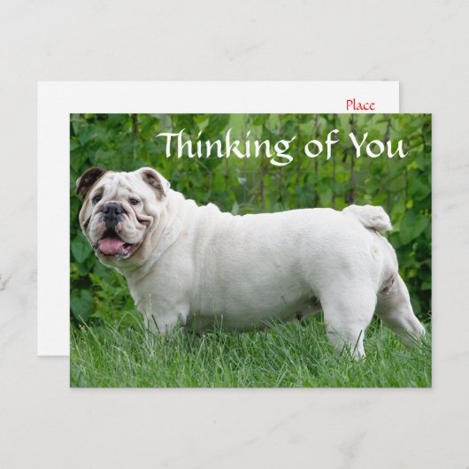 Carte Postale Penser à vous Anglais Bulldog Chien Chien Chien Ch (Devant / Derrière)