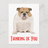 Carte Postale Penser à vous Anglais Bulldog Chien Chien Chien Ch (Devant)