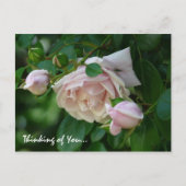 Carte Postale " Penser à vous"-Belles roses roses roses (Devant)