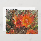 Carte Postale Penser à vous Bright Orange Cactus Flower Photo (Devant / Derrière)