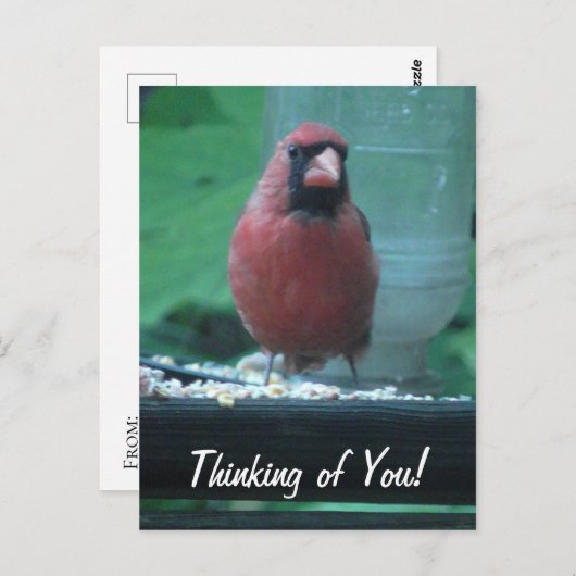 Carte Postale Penser à vous Cardinal (Devant / Derrière)