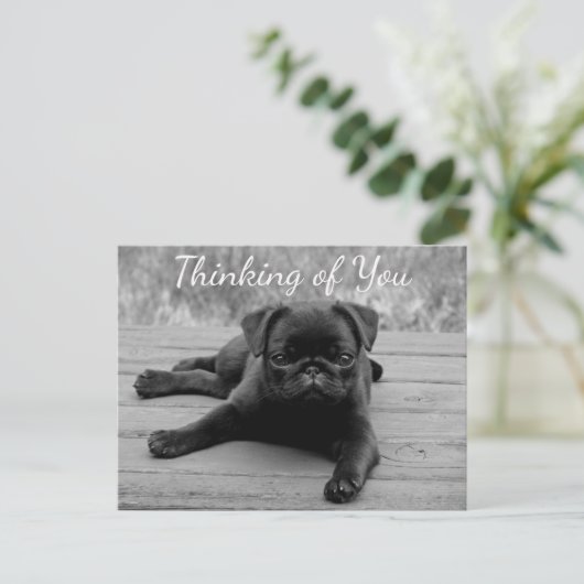 Carte Postale Penser à vous Carlin Chien Chien Chien Postcard (Debout devant)