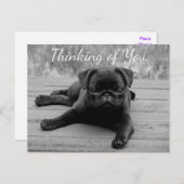 Carte Postale Penser à vous Carlin Chien Chien Chien Postcard (Devant / Derrière)