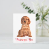 Carte Postale Penser à vous Cocker Spaniel Chien Chien Postcard (Debout devant)