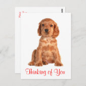 Carte Postale Penser à vous Cocker Spaniel Chien Chien Postcard (Devant / Derrière)