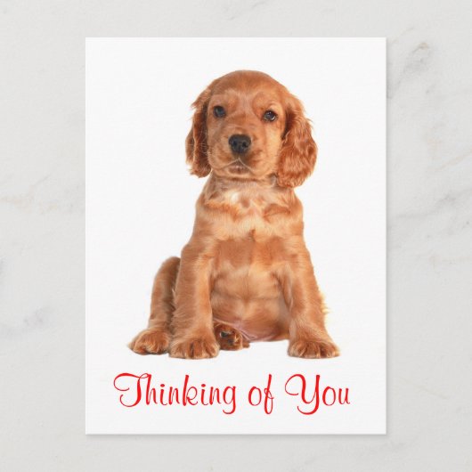 Carte Postale Penser à vous Cocker Spaniel Chien Chien Postcard (Devant)