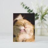 Carte Postale Penser À Vous Maine Coon Gros Plan Photo (Debout devant)