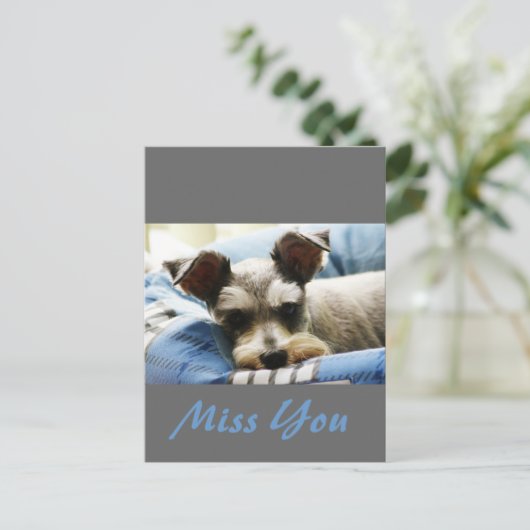 Carte Postale Penser à vous, Mini Schnauzer doux (Debout devant)