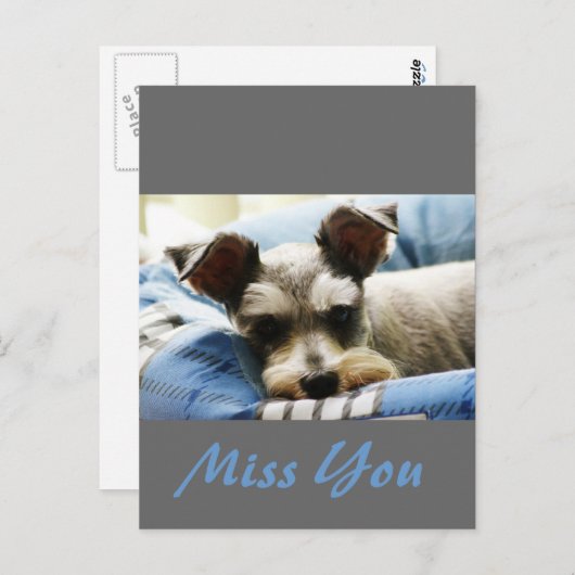 Carte Postale Penser à vous, Mini Schnauzer doux (Devant / Derrière)