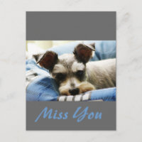 Penser à vous, Mini Schnauzer doux