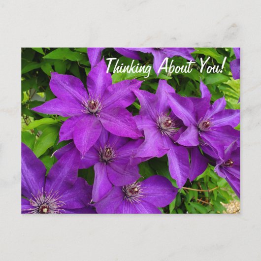 Carte Postale Penser À Vous Purple Clematis Floral (Devant)