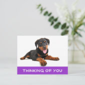 Carte Postale Penser à vous Rottweiler Puppy Chien Postcard (Debout devant)