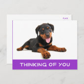Carte Postale Penser à vous Rottweiler Puppy Chien Postcard (Devant / Derrière)
