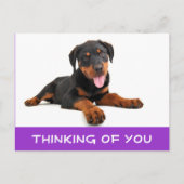 Carte Postale Penser à vous Rottweiler Puppy Chien Postcard (Devant)