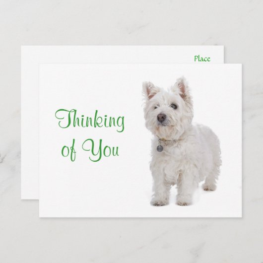 Carte Postale Penser à vous Westie Chien Chien Chien Salutation  (Devant / Derrière)