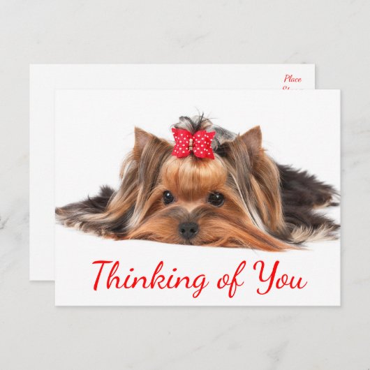 Carte Postale Penser À Vous Yorkshire Terrier Chien Chien Chien  (Devant / Derrière)