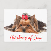 Carte Postale Penser À Vous Yorkshire Terrier Chien Chien Chien  (Devant)