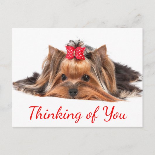 Carte Postale Penser À Vous Yorkshire Terrier Chien Chien Chien  (Devant)