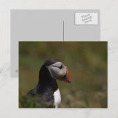 Carte Postale Penser Puffin (Devant / Derrière)