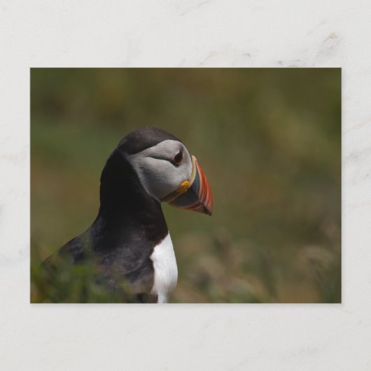 Carte Postale Penser Puffin (Devant)