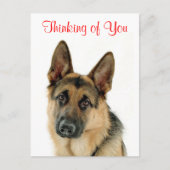 Carte Postale Pensez à vous Allemand Berger Chien Chien Chien Po (Devant)