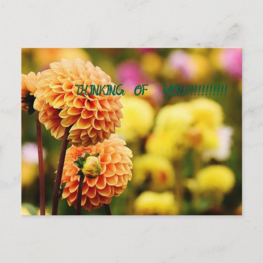 CARTE POSTALE PENSEZ À VOUS BLOOMS (Devant)